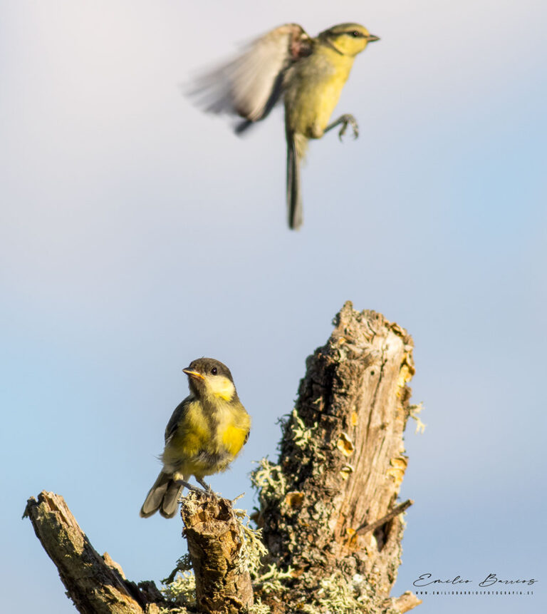 Parus Major