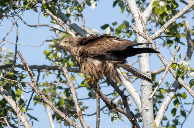 Milvus migrans