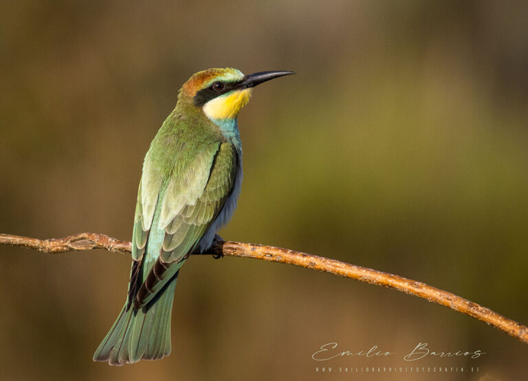 Merops apiaster