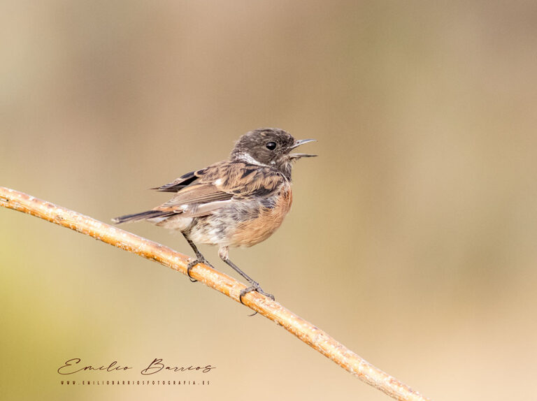 Saxicola rubicola