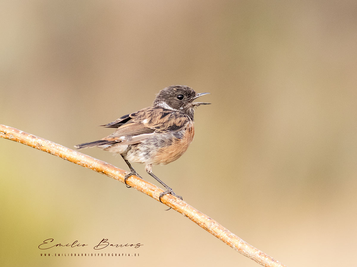 Saxicola rubicola