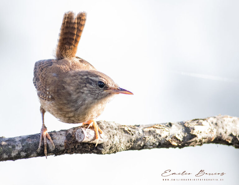 Troglodytes troglodytes
