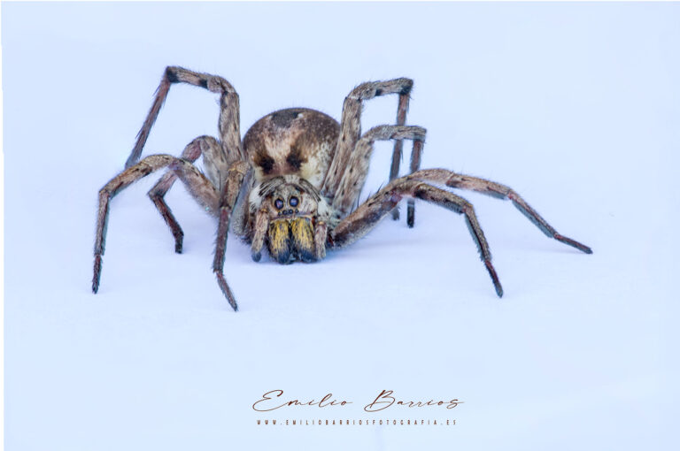 Lycosidae,