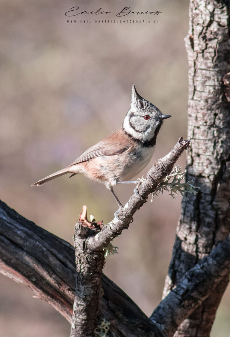Lophophanes cristatus
