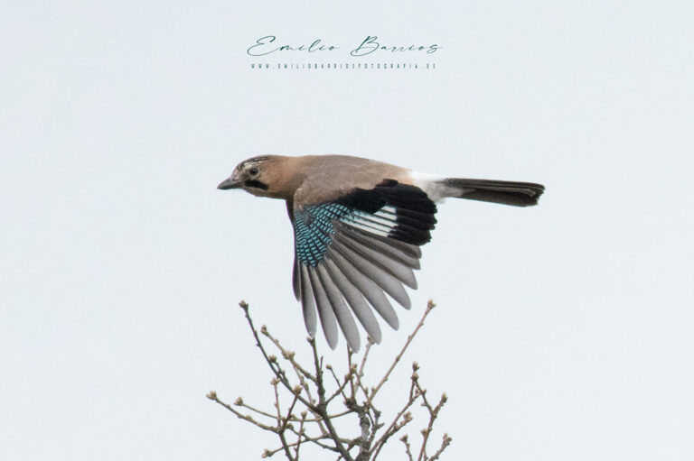 Garrulus glandarius