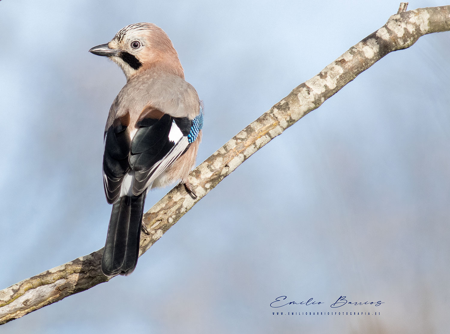 Garrulus glandarius 2