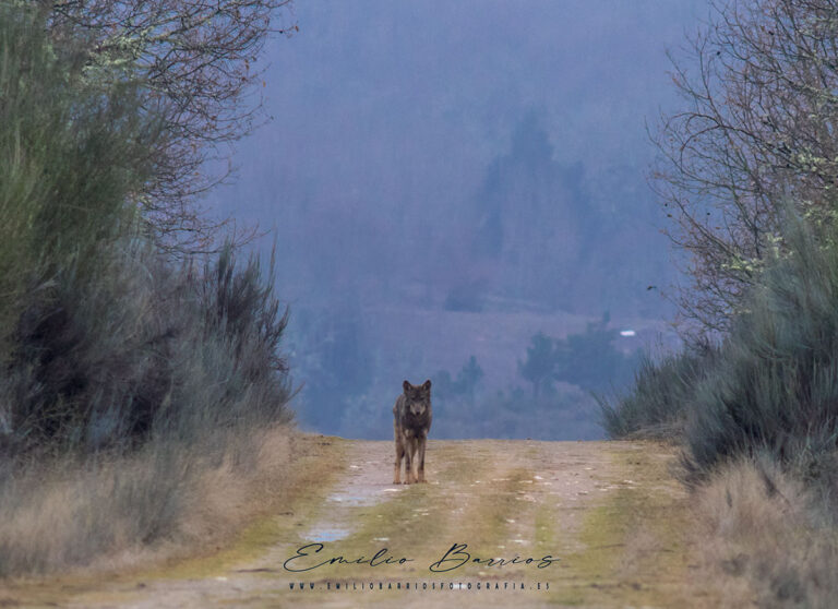 Canis lupus signatus