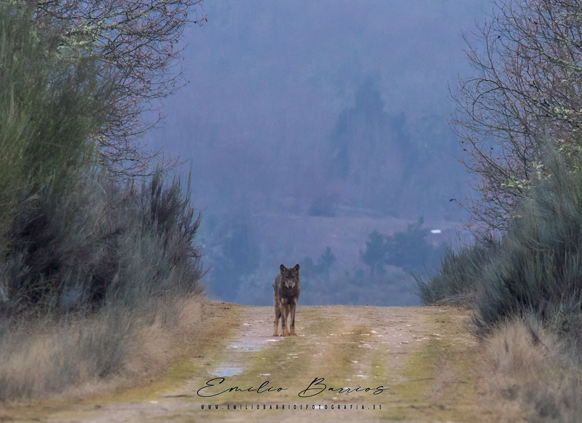 Canis lupus signatus