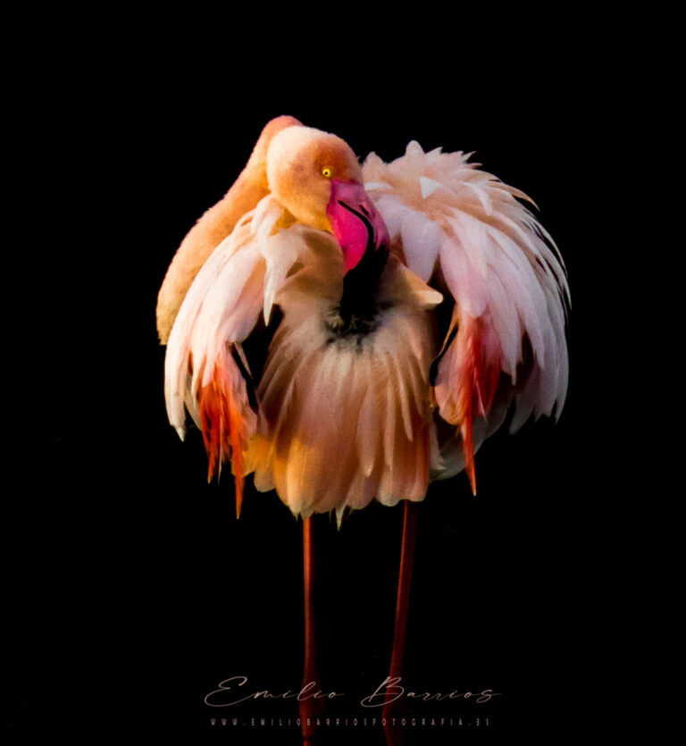 Phoenicopterus roseus