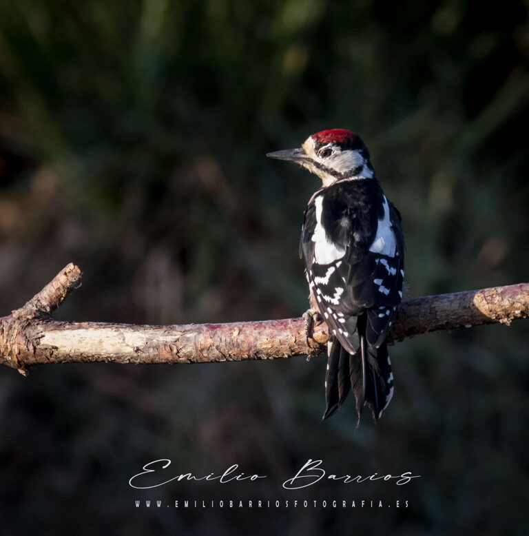 Dendrocopos major