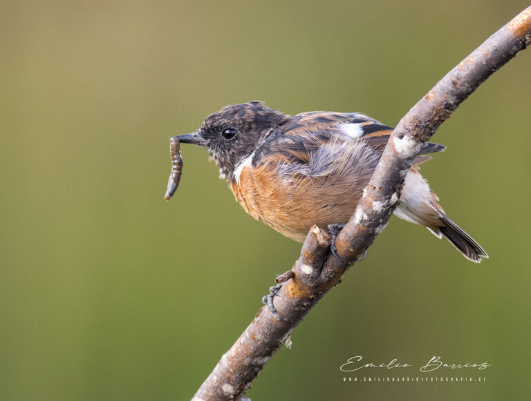 Saxicola rubicola