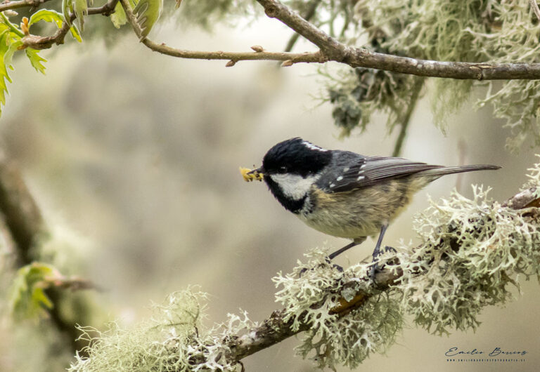 Periparus ater