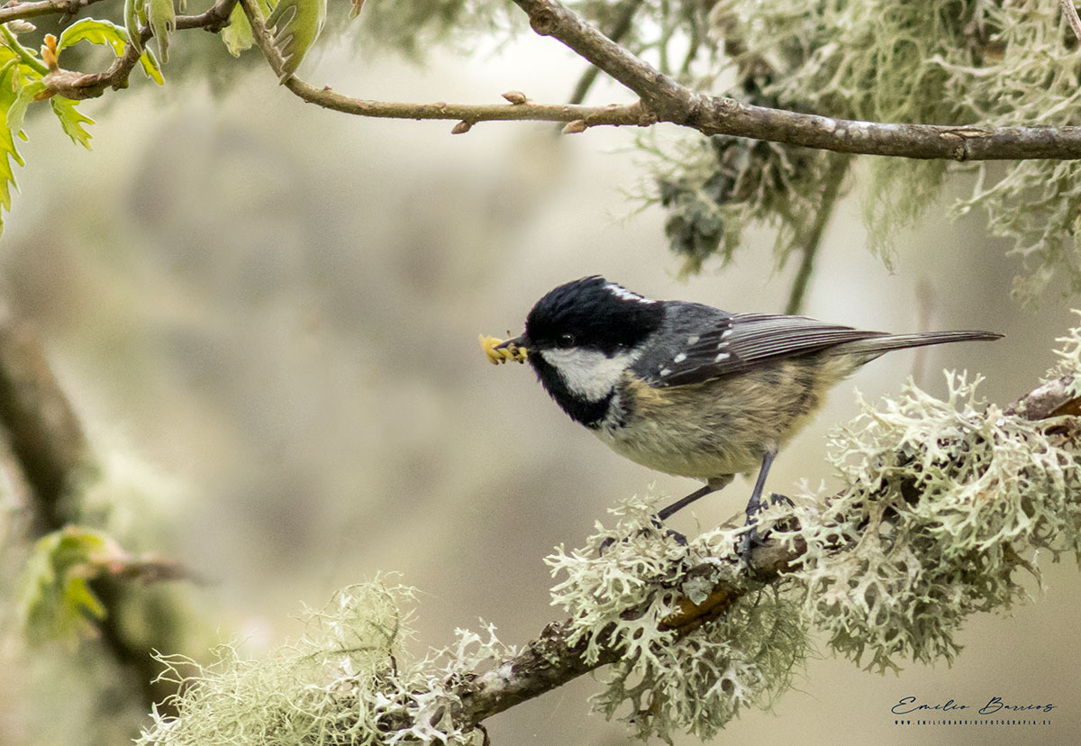 Periparus ater
