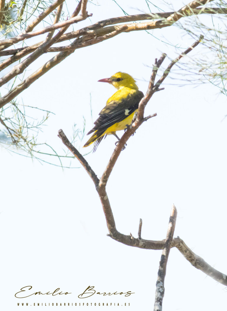 Oriolus oriolus