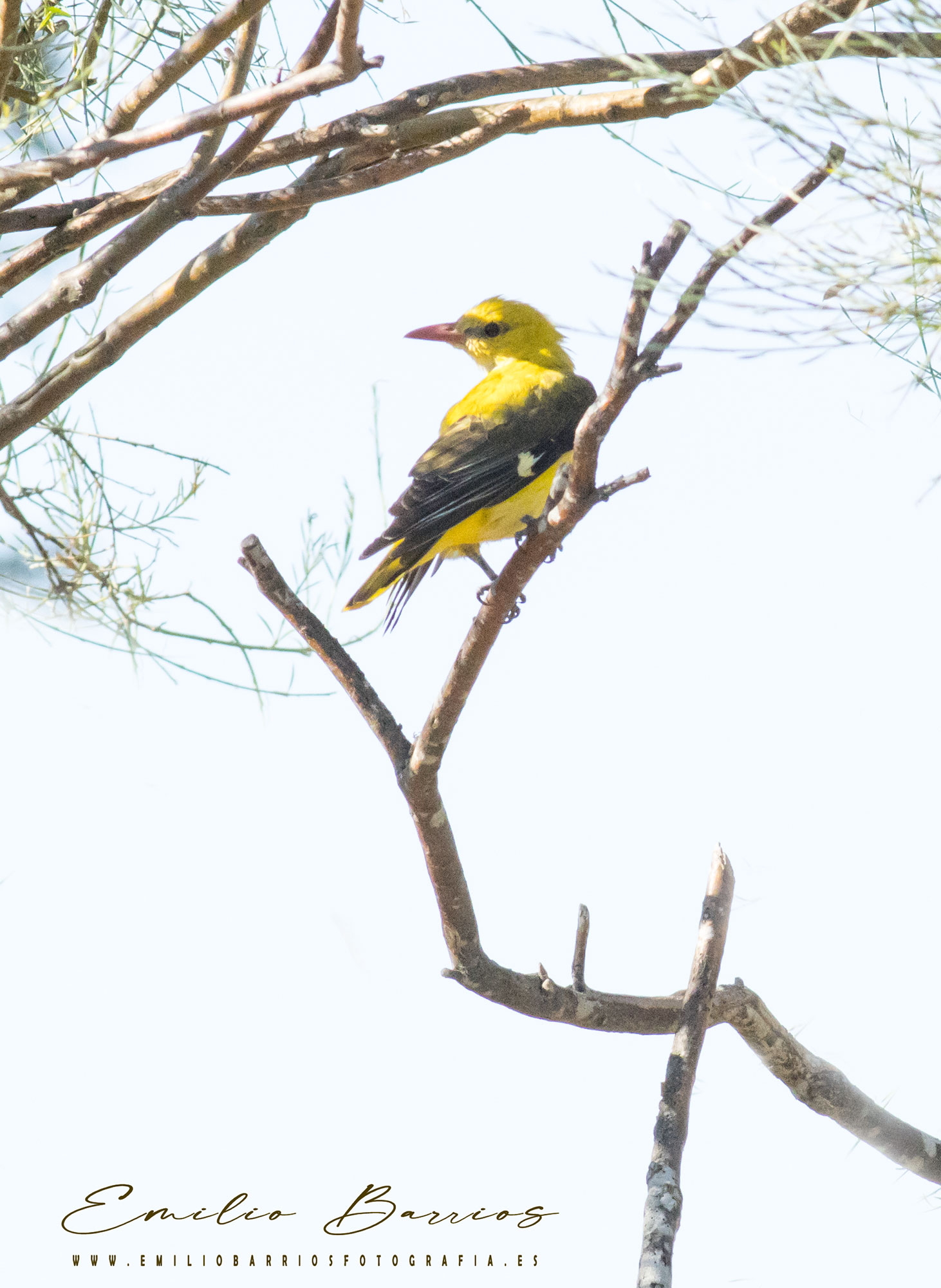 Oriolus oriolus