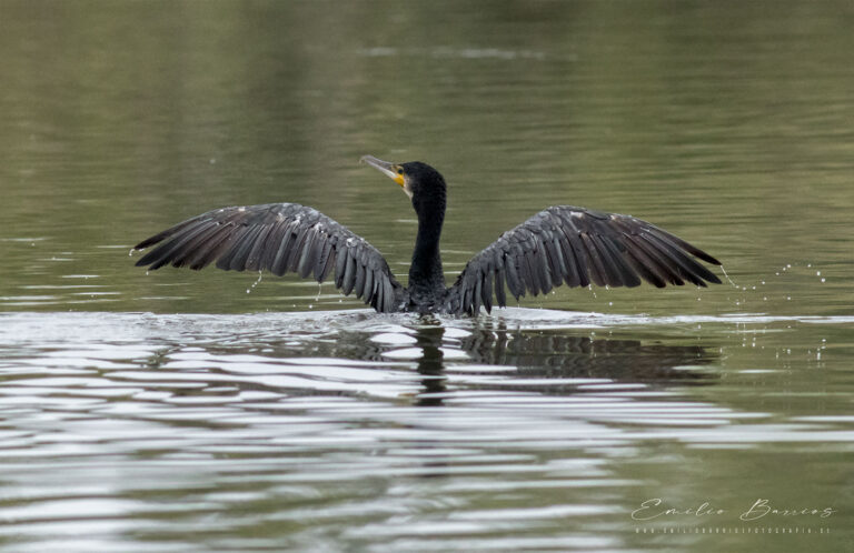 Phalacrocorax
