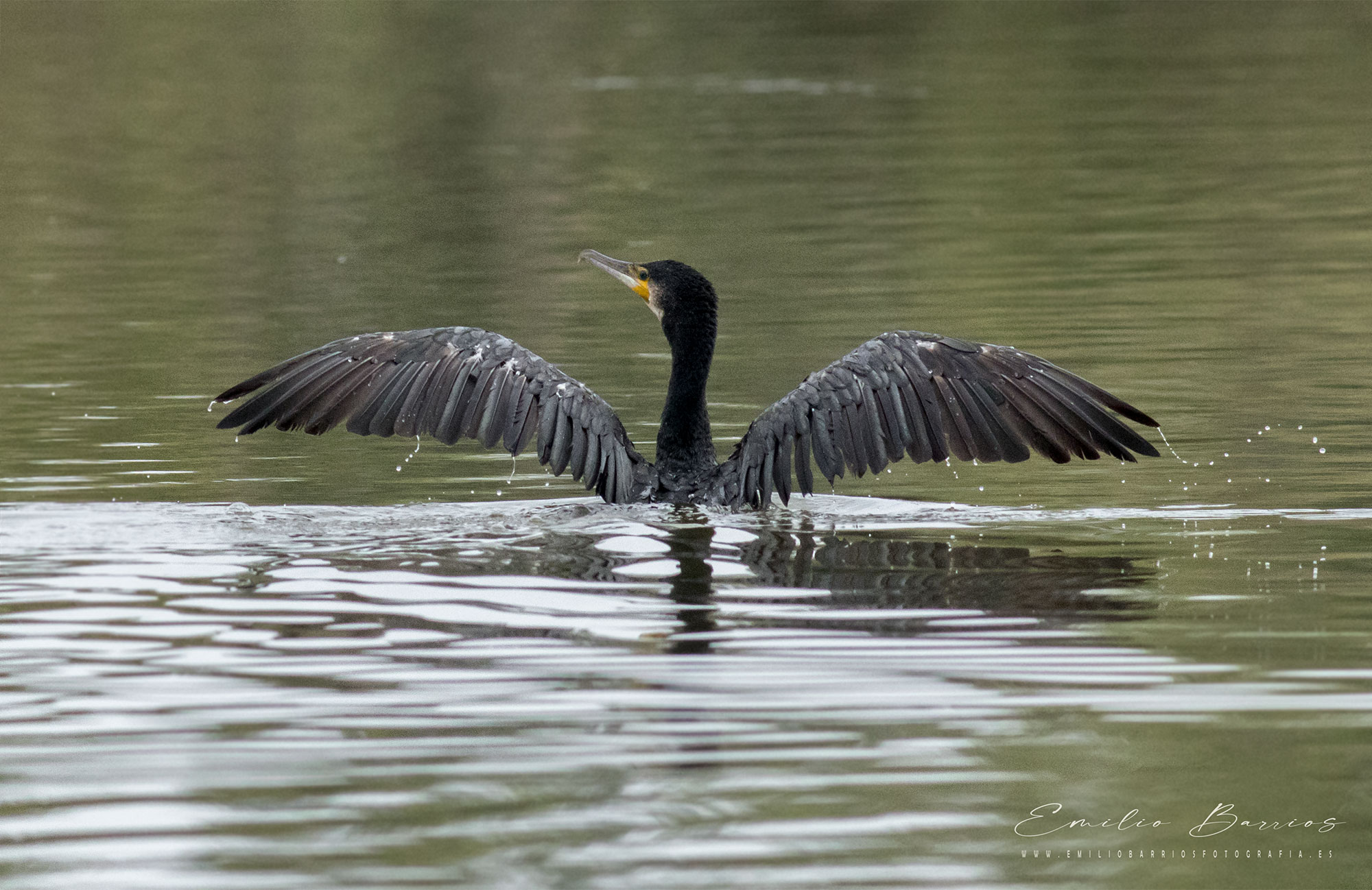 Phalacrocorax