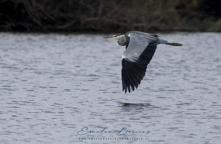 Ardea cinerea