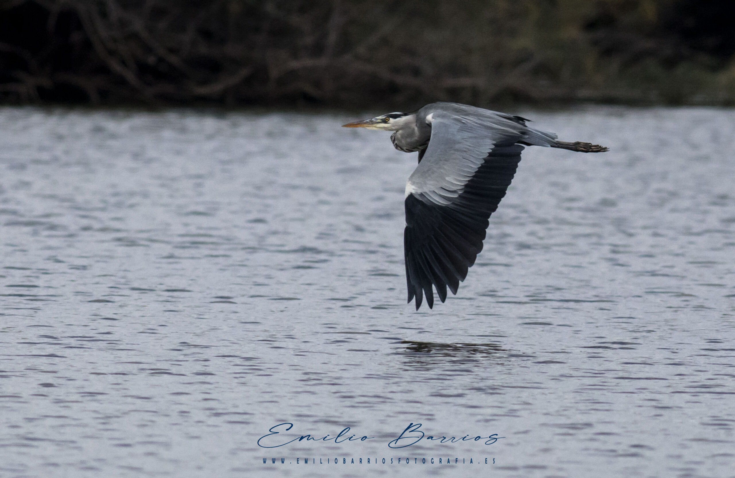 Ardea cinerea