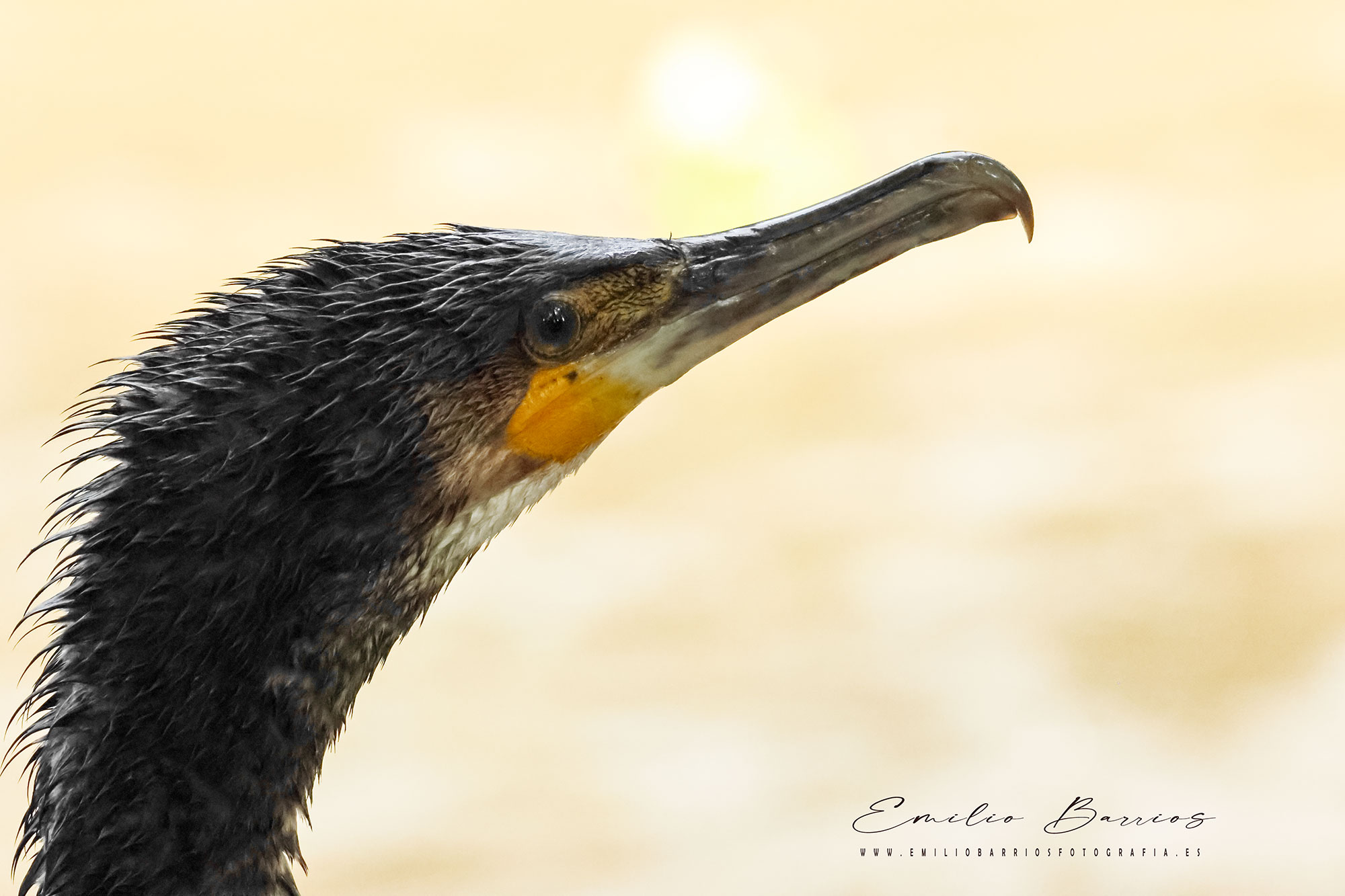 Phalacrocorax