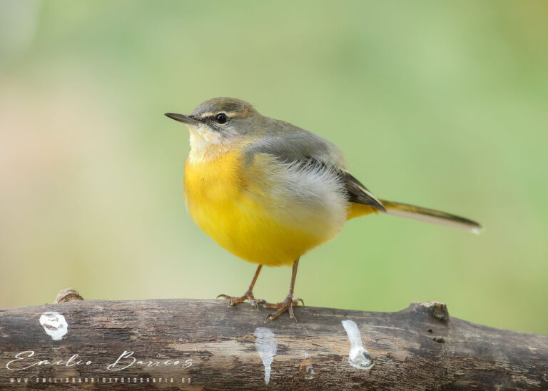 Motacilla cinerea