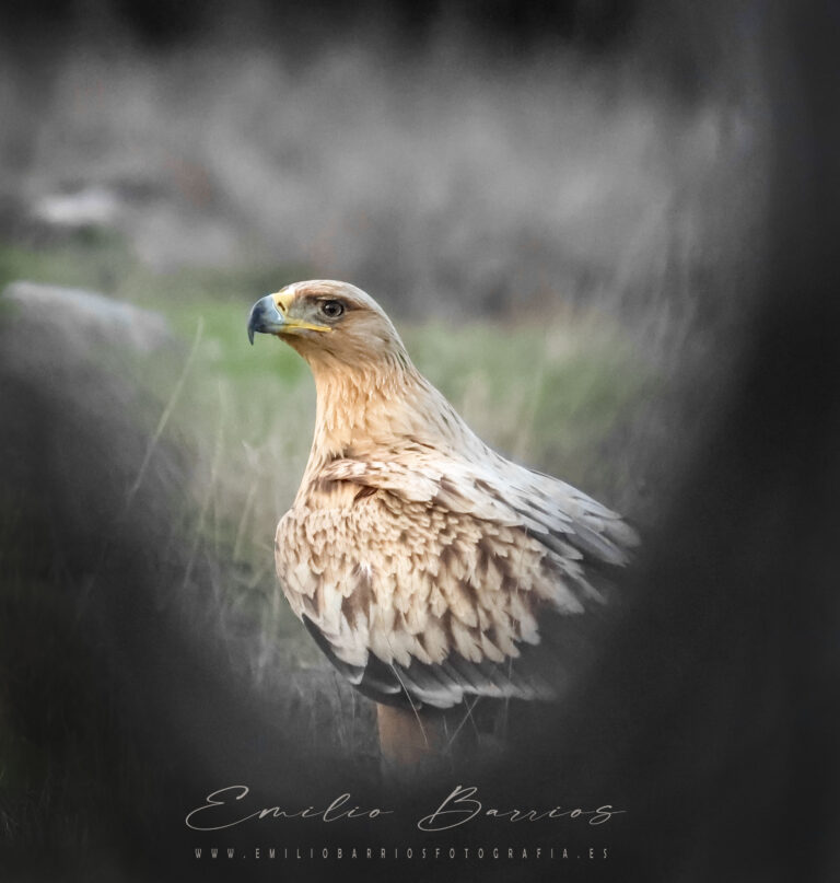 Aquila Adalberti