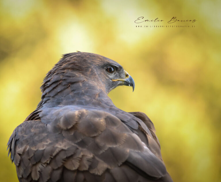 Buteo buteo