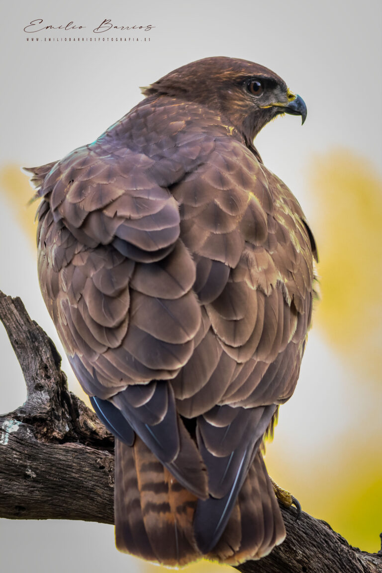 Buteo Buteo