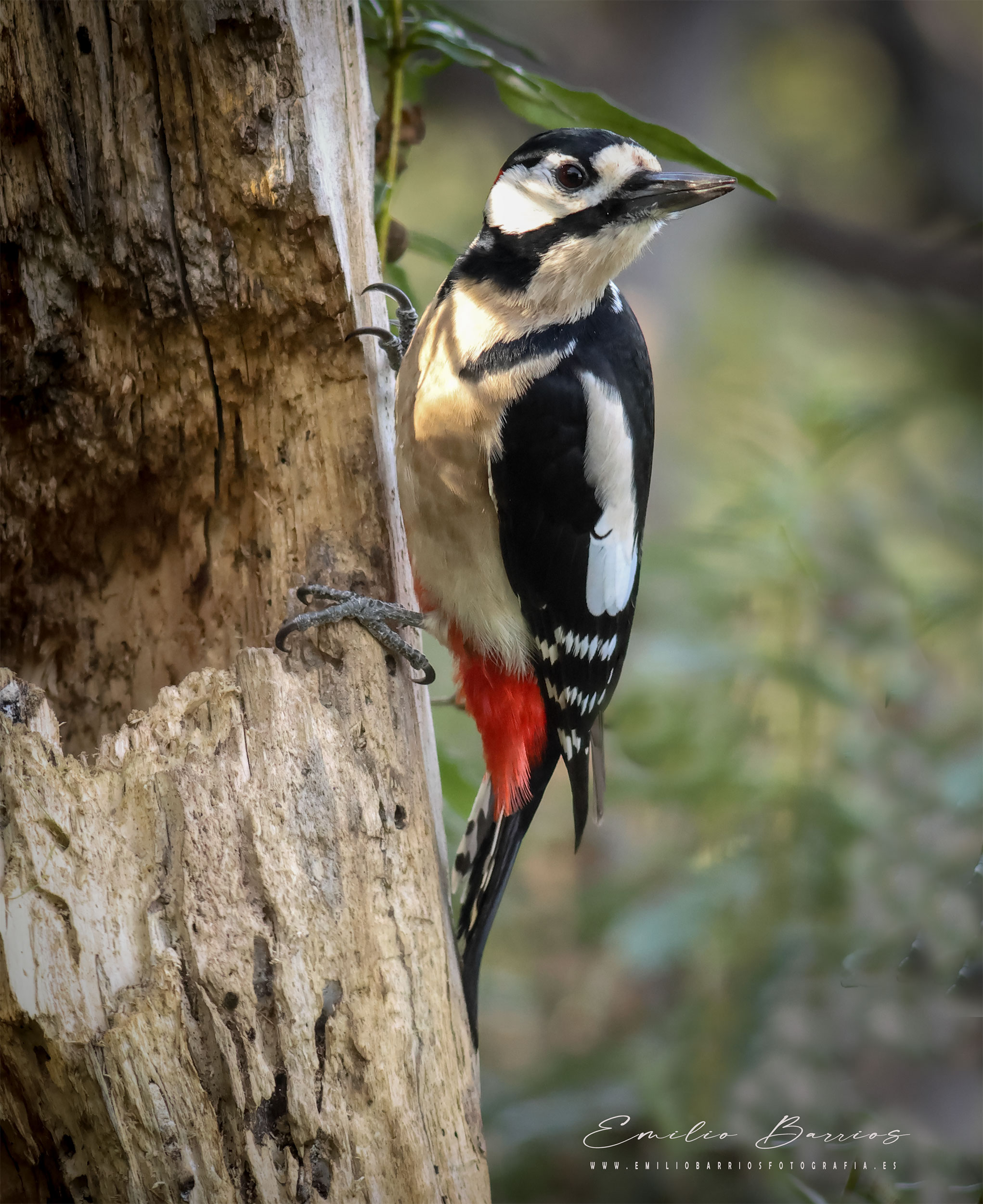 Dendrocopos major
