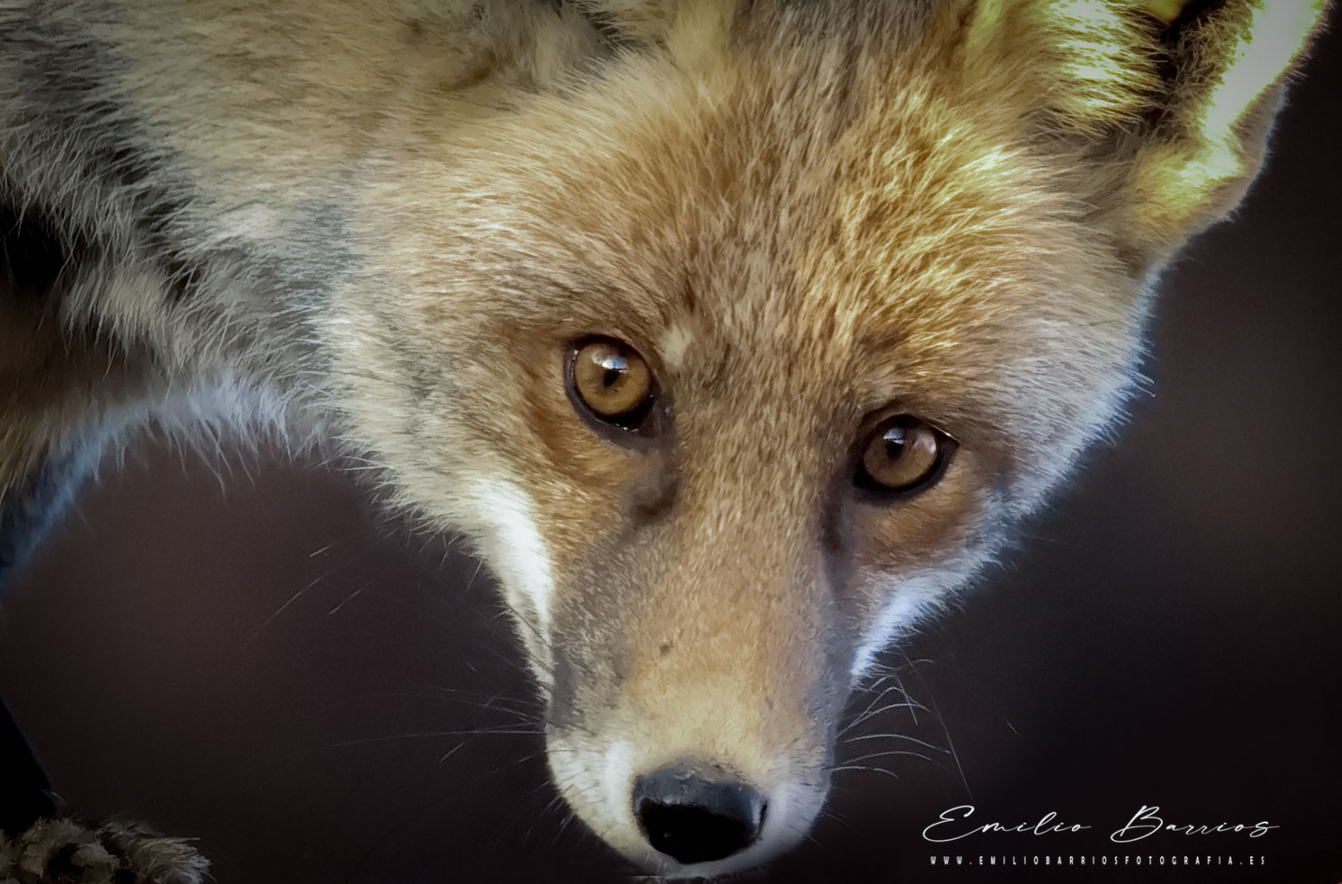 Vulpes Vulpes