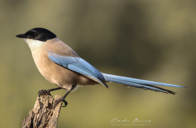 Cyanopica cooki