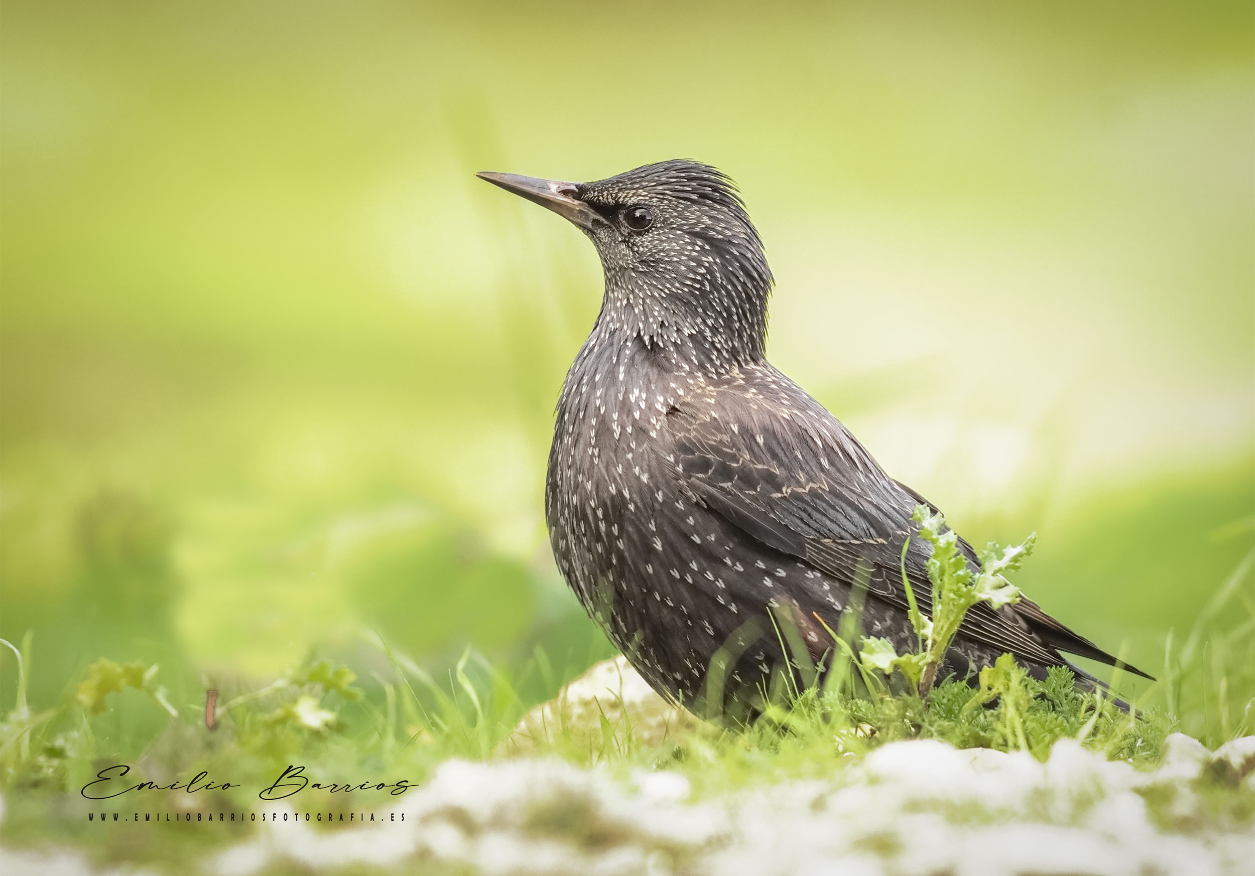 Sturnus unicolor