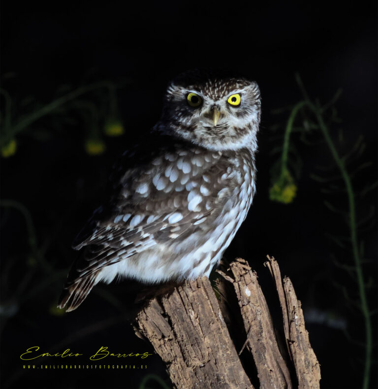 Athene noctua