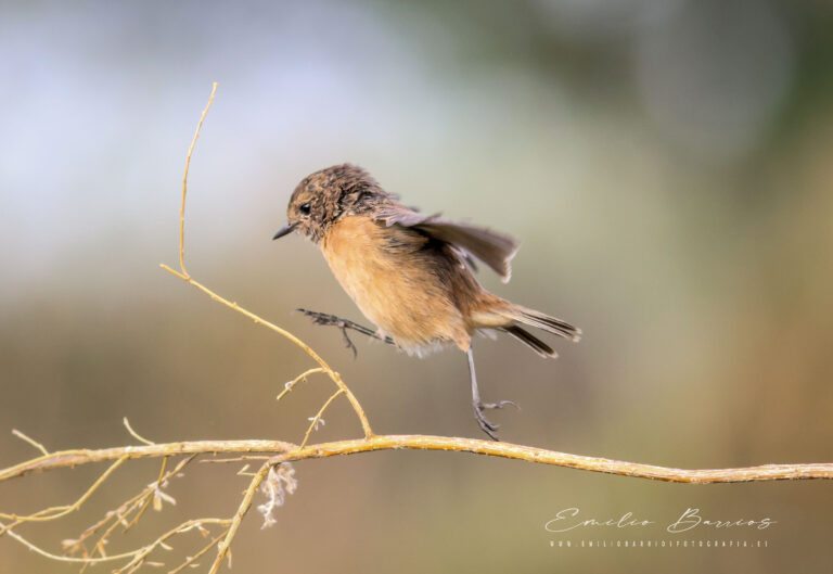 Saxicola rubicola
