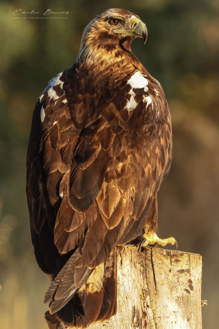 Aquila adalberti