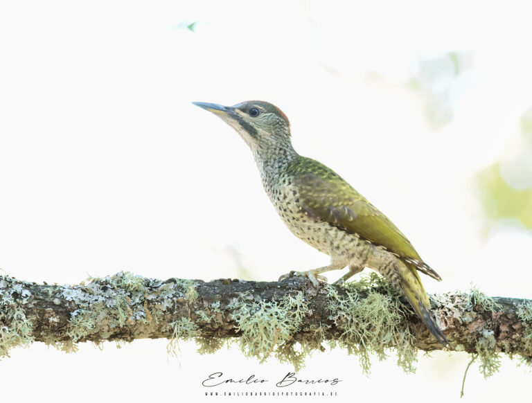 Picus Viridis